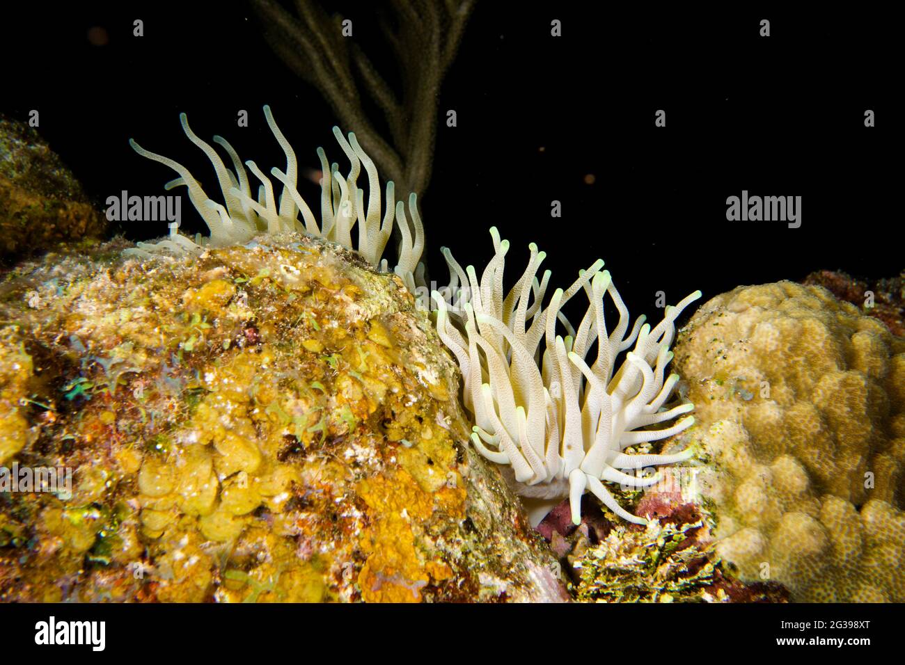 Arrière-plan noir sous-marin anemone. Plongée sous-marine à Cozumel, Mexique. Banque D'Images