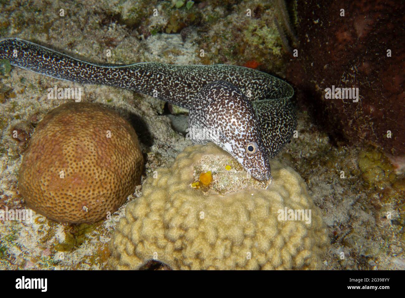 Anguille de Moray sous l'eau. Plongée sous-marine à Cozumel, Mexique. Banque D'Images