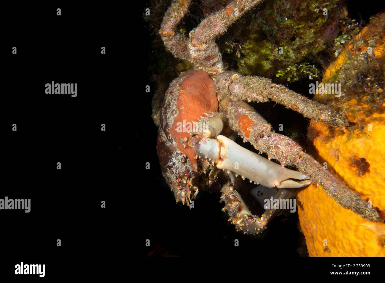 Crabe sous l'eau. Plongée sous-marine à Cozumel, Mexique. Banque D'Images