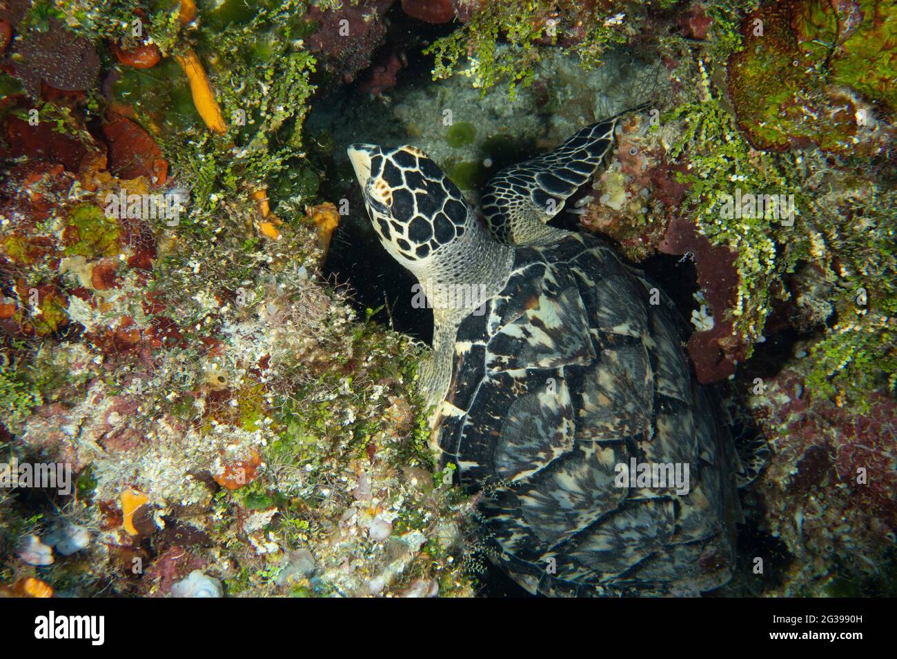 Tortue sous l'eau. Plongée sous-marine à Cozumel, Mexique. Banque D'Images