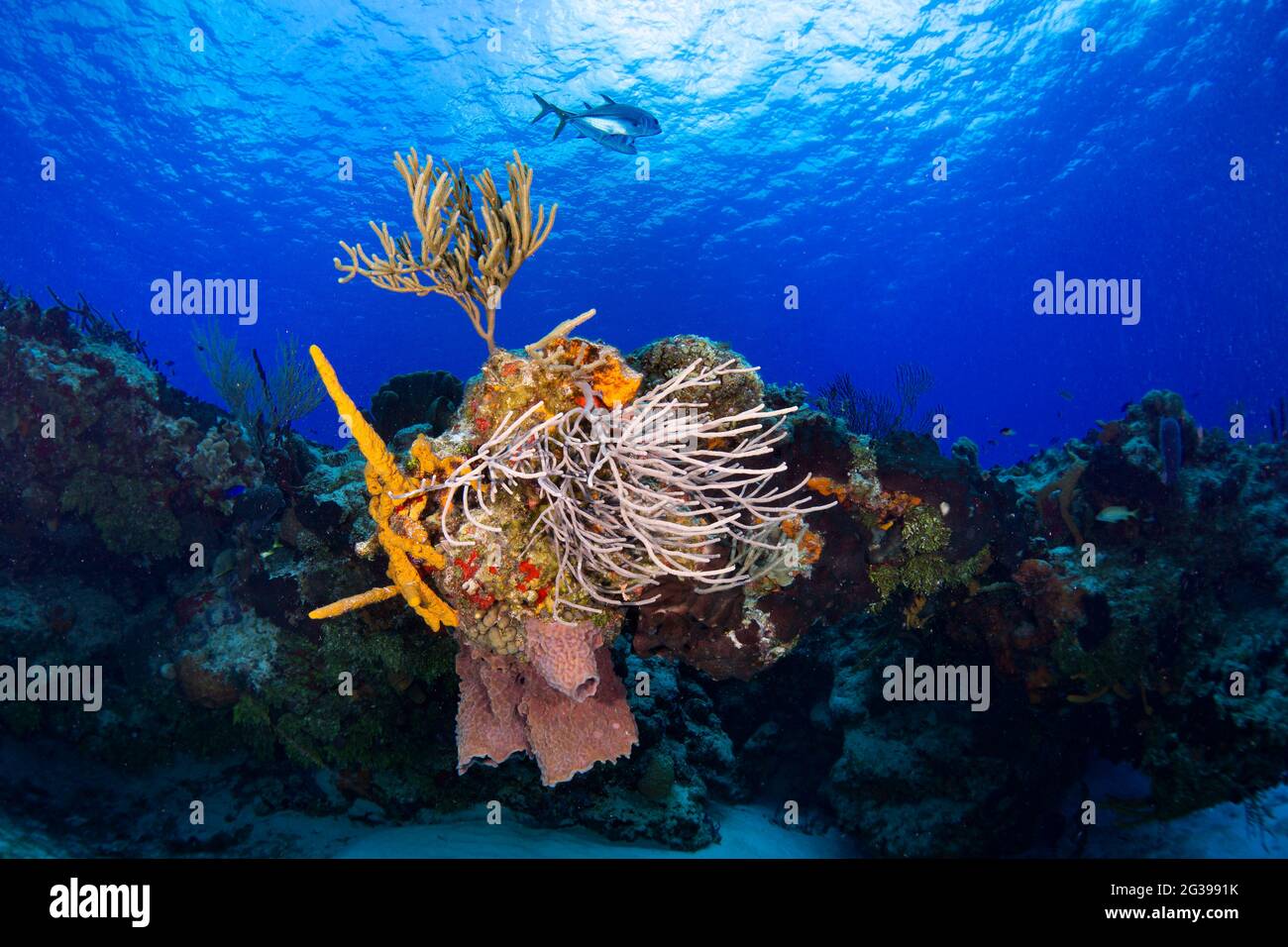 Récif tropical sous l'eau. Grand bleu. Plongée sous-marine à Cozumel, Mexique. Banque D'Images