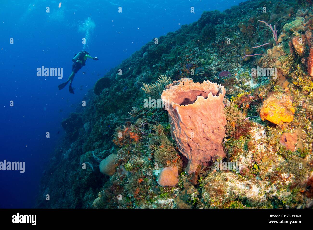 Corail paysage sous-marin. Plongée sous-marine à Cozumel, Mexique. Banque D'Images