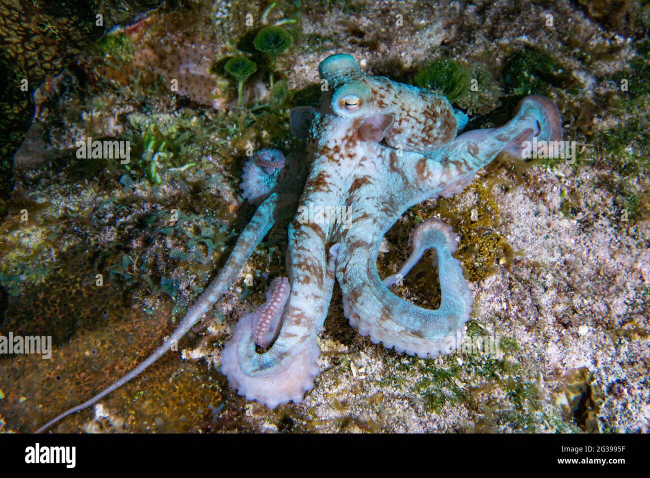 Poulpe sous l'eau. Plongée sous-marine nocturne à Cozumel, au Mexique. Banque D'Images