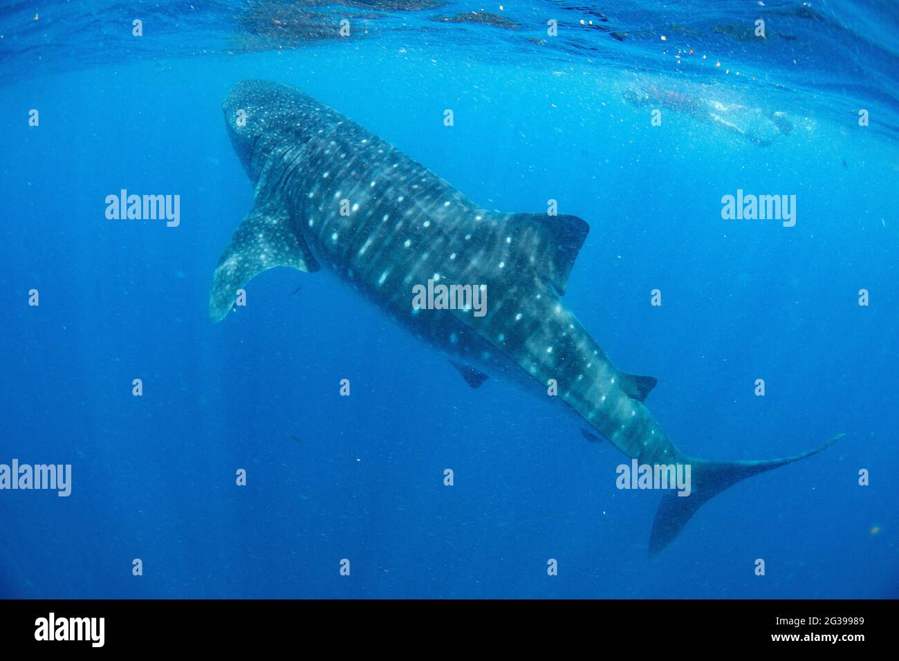 Requin baleine sous l'eau. Plongée libre à Cancun au Mexique. Banque D'Images
