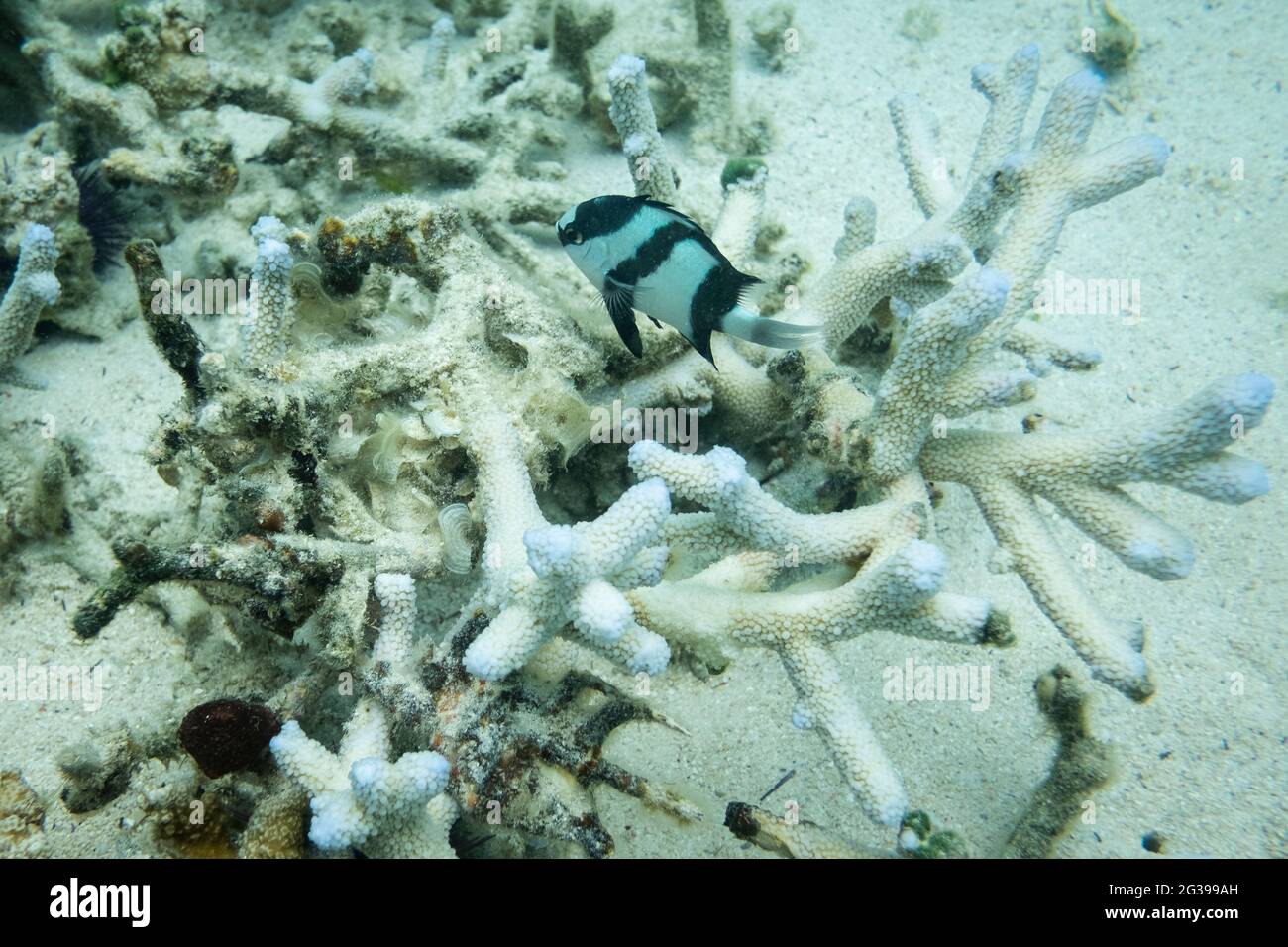 Vie sous-marine, récifs coralliens à Maurice, poissons tropicaux Banque D'Images