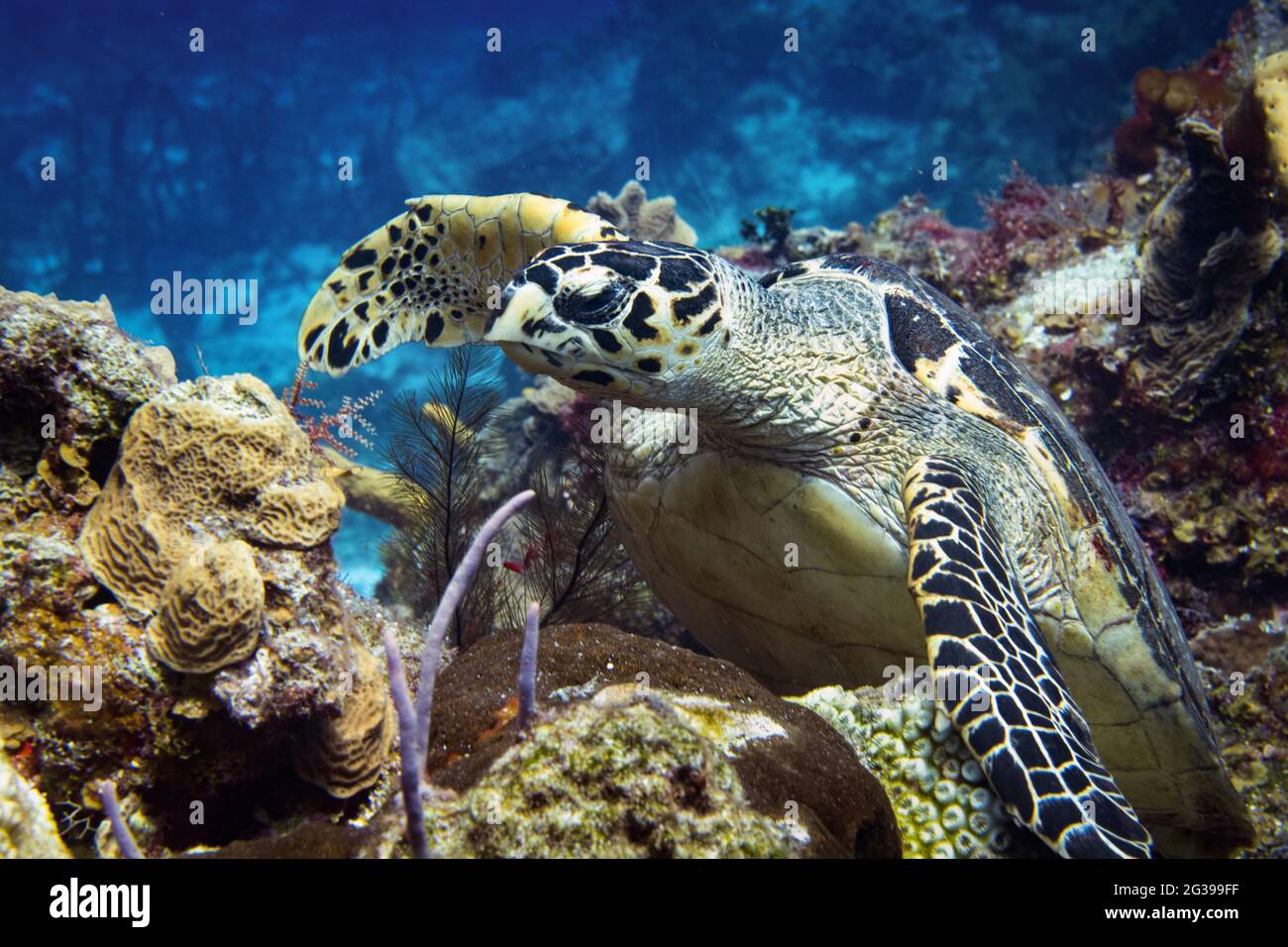 Tortue sous l'eau. Plongée sous-marine à Cozumel Mexique. Banque D'Images