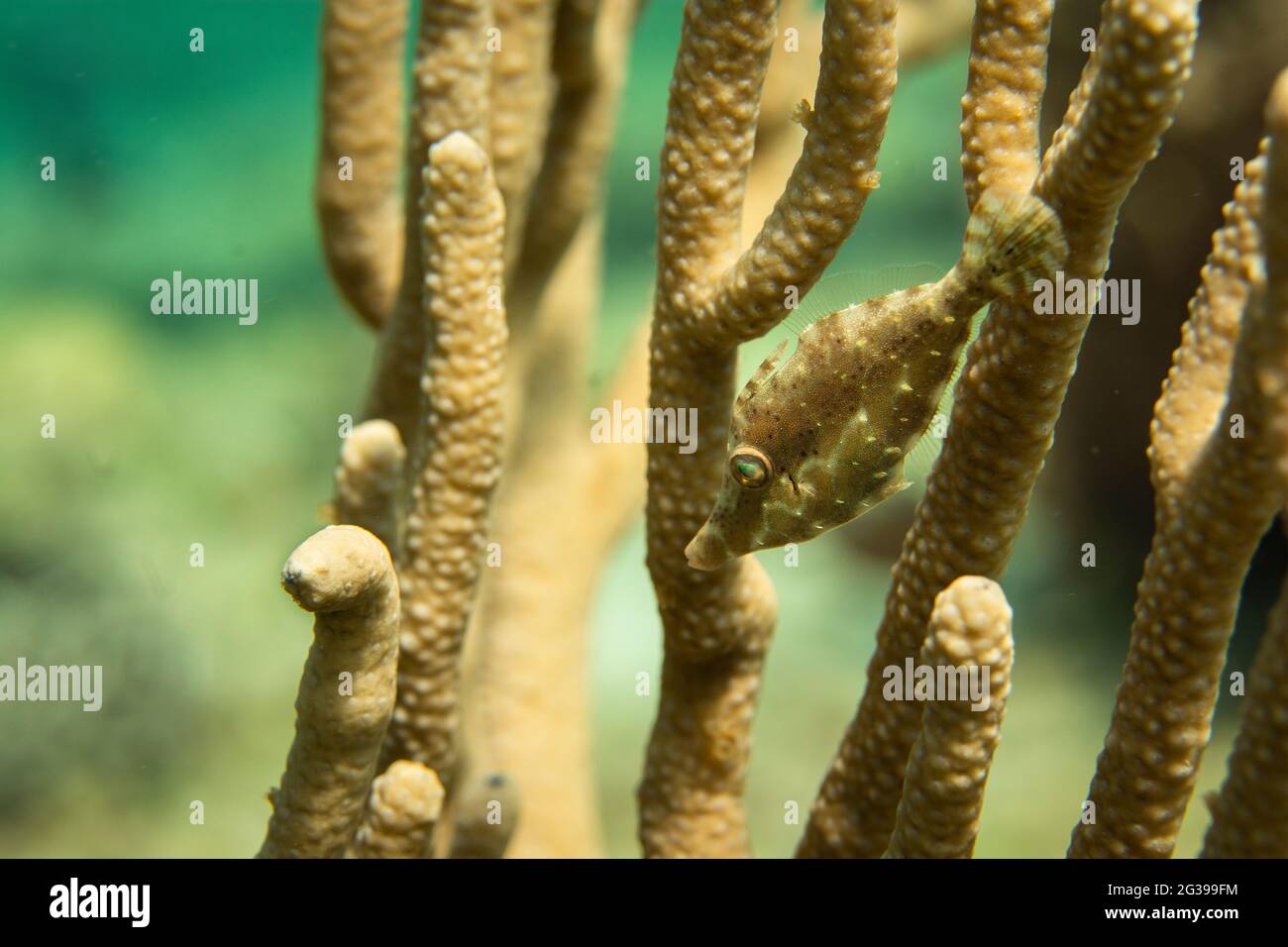Pêchez sur un récif tropical de corail sous l'eau à Cozumel, au Mexique. Banque D'Images