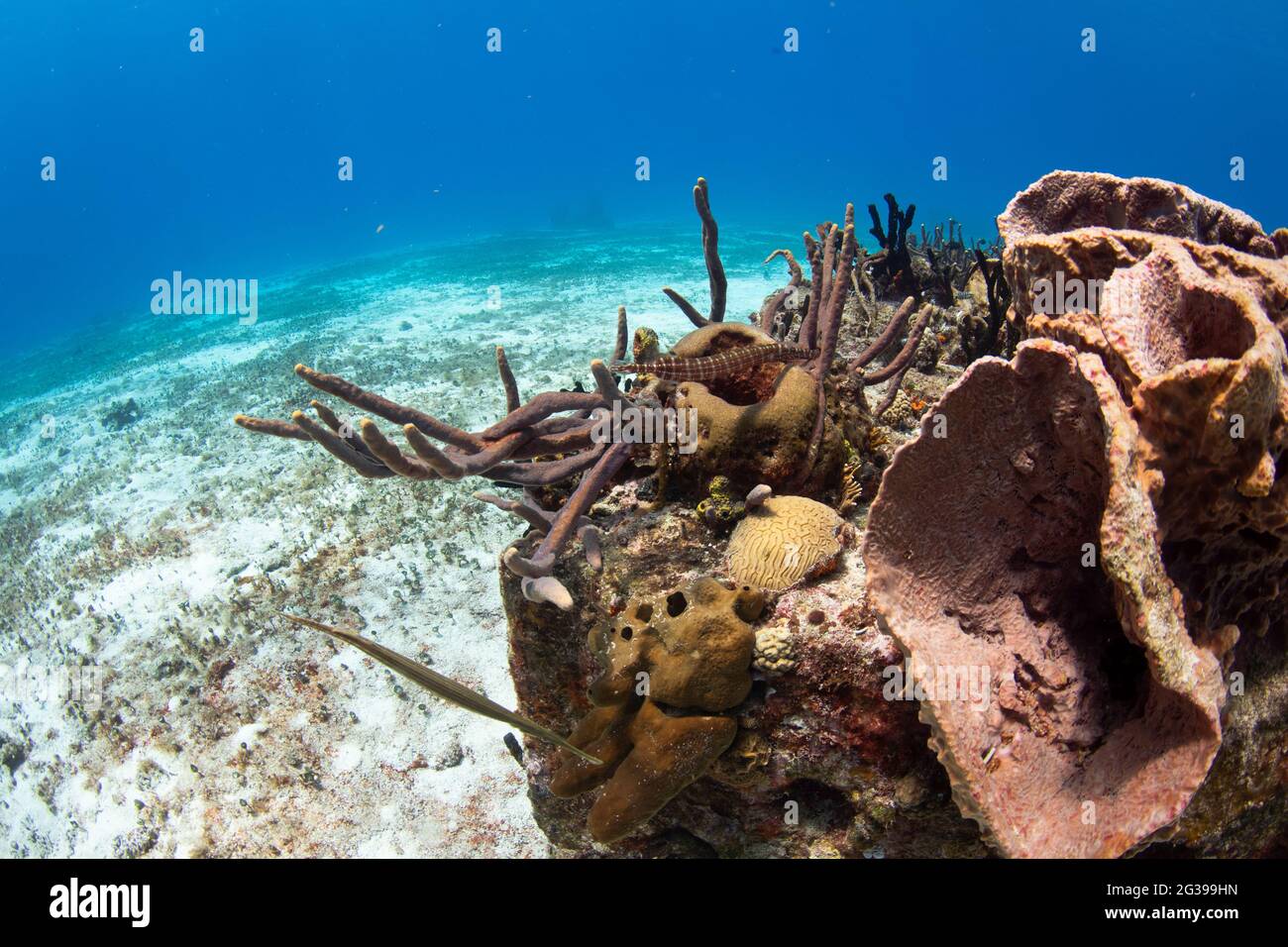 Corail tropical paysage sous-marin. Plongée sous-marine à Cozumel Mexique. Banque D'Images