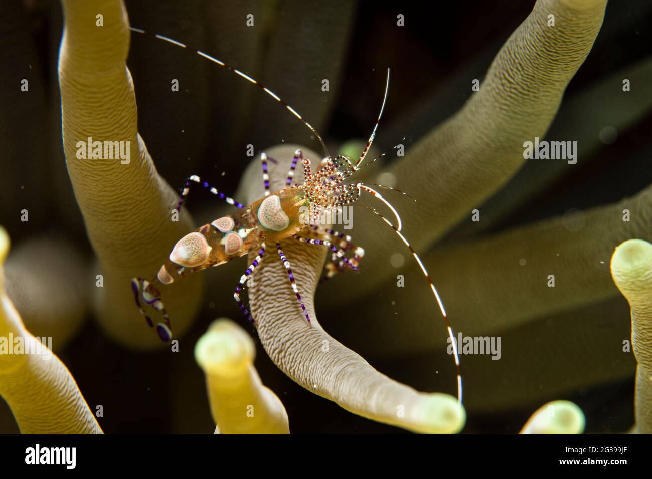 Crevettes sous l'eau. Plongée sous-marine à Cozumel Mexique. Banque D'Images