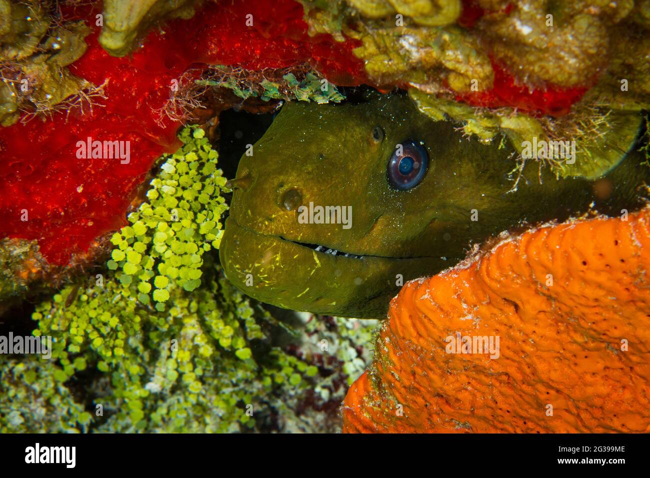 Anguille de Moray sous l'eau. Plongée sous-marine à Cozumel Mexique. Banque D'Images