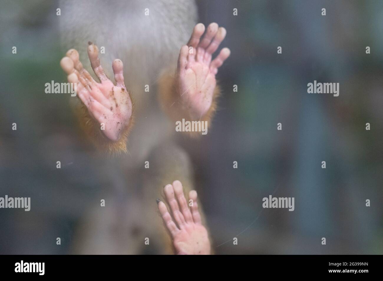 Singe écureuil captif derrière un verre au zoo de Newquay, au Royaume-Uni Banque D'Images