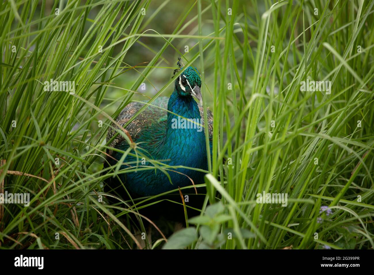 Peacock dans l'herbe à Maurice Banque D'Images