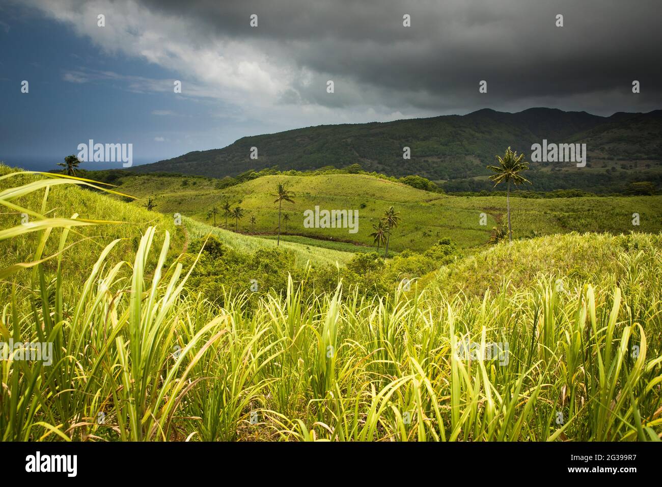 Paysage mauricien avec des champs de canne à sucre montagnes et des palmiers Banque D'Images