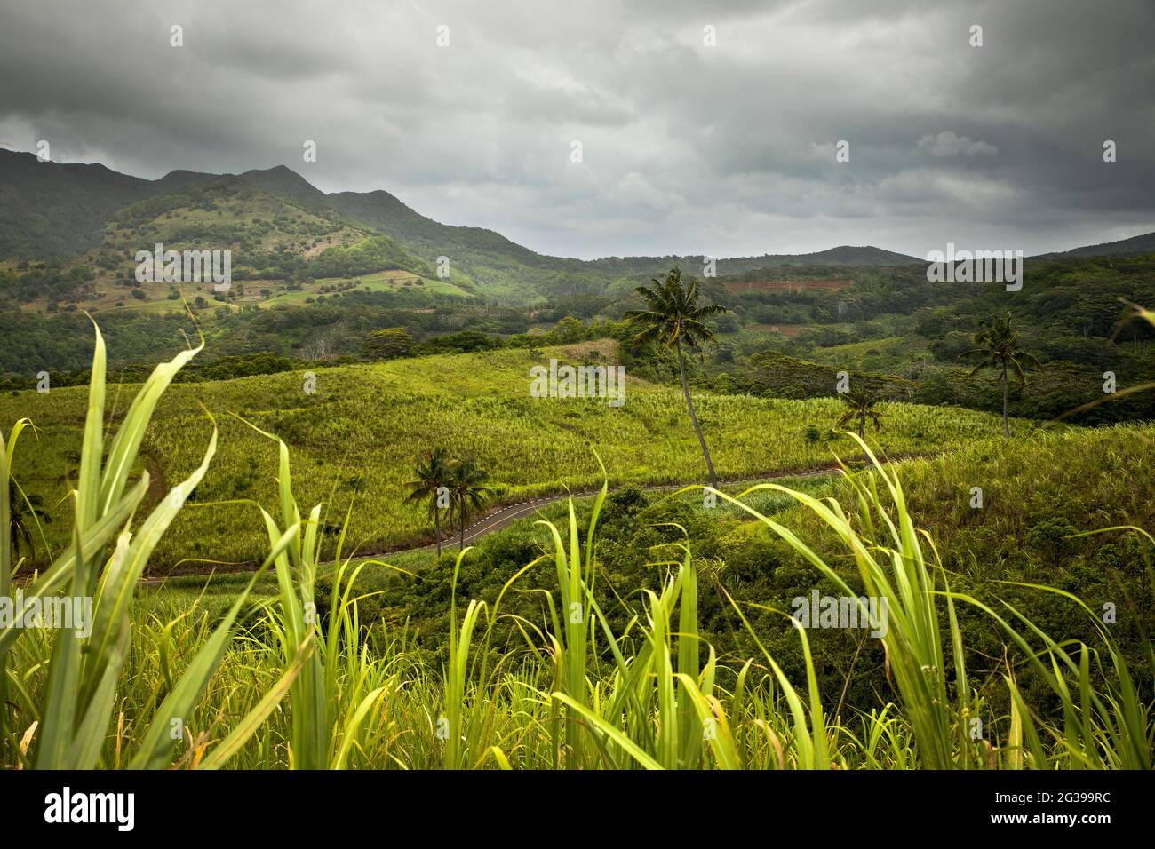 Paysage mauricien avec des champs de canne à sucre montagnes et des palmiers Banque D'Images