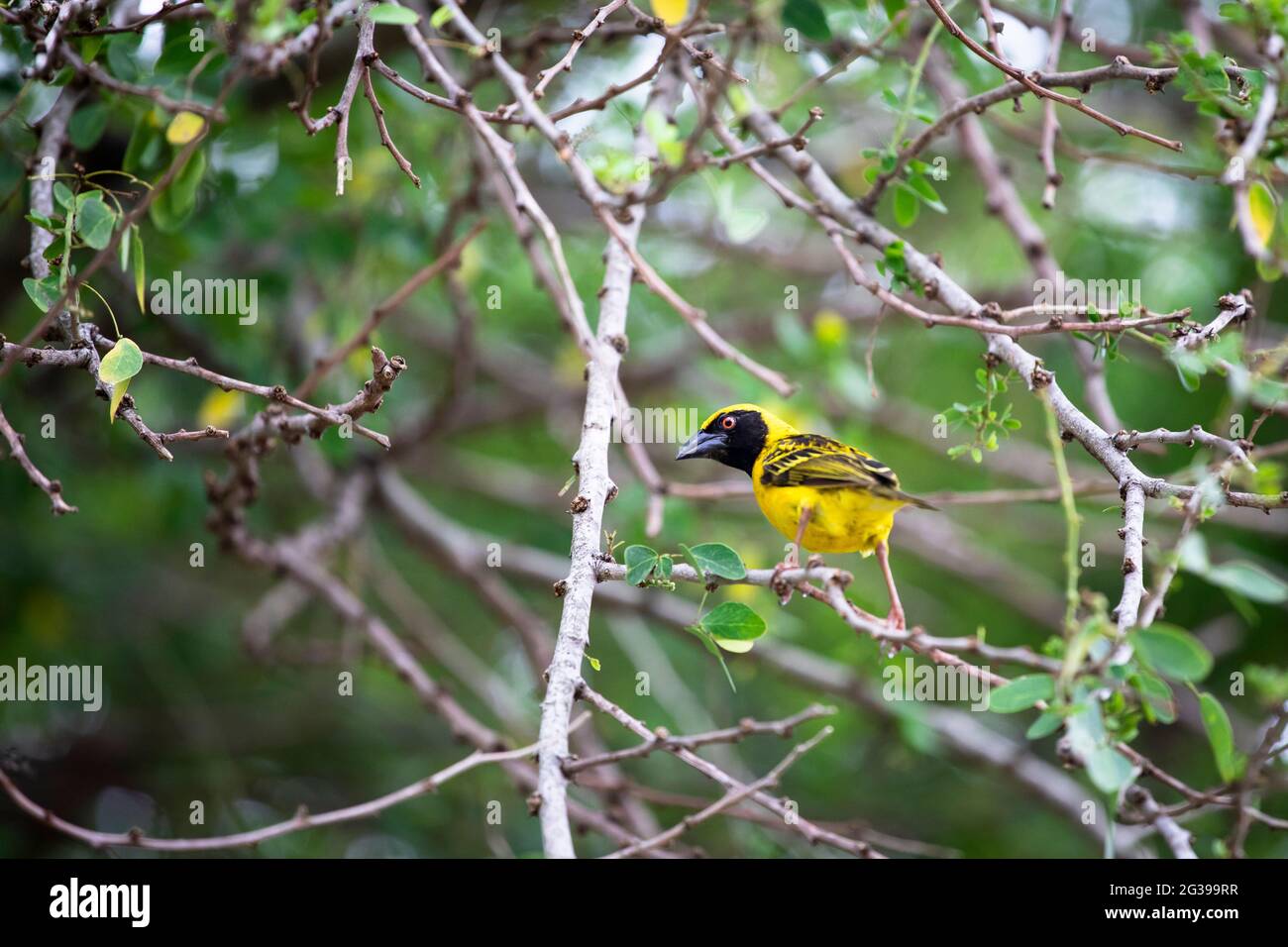 Village weaver, oiseau jaune sur une succursale à Maurice Banque D'Images