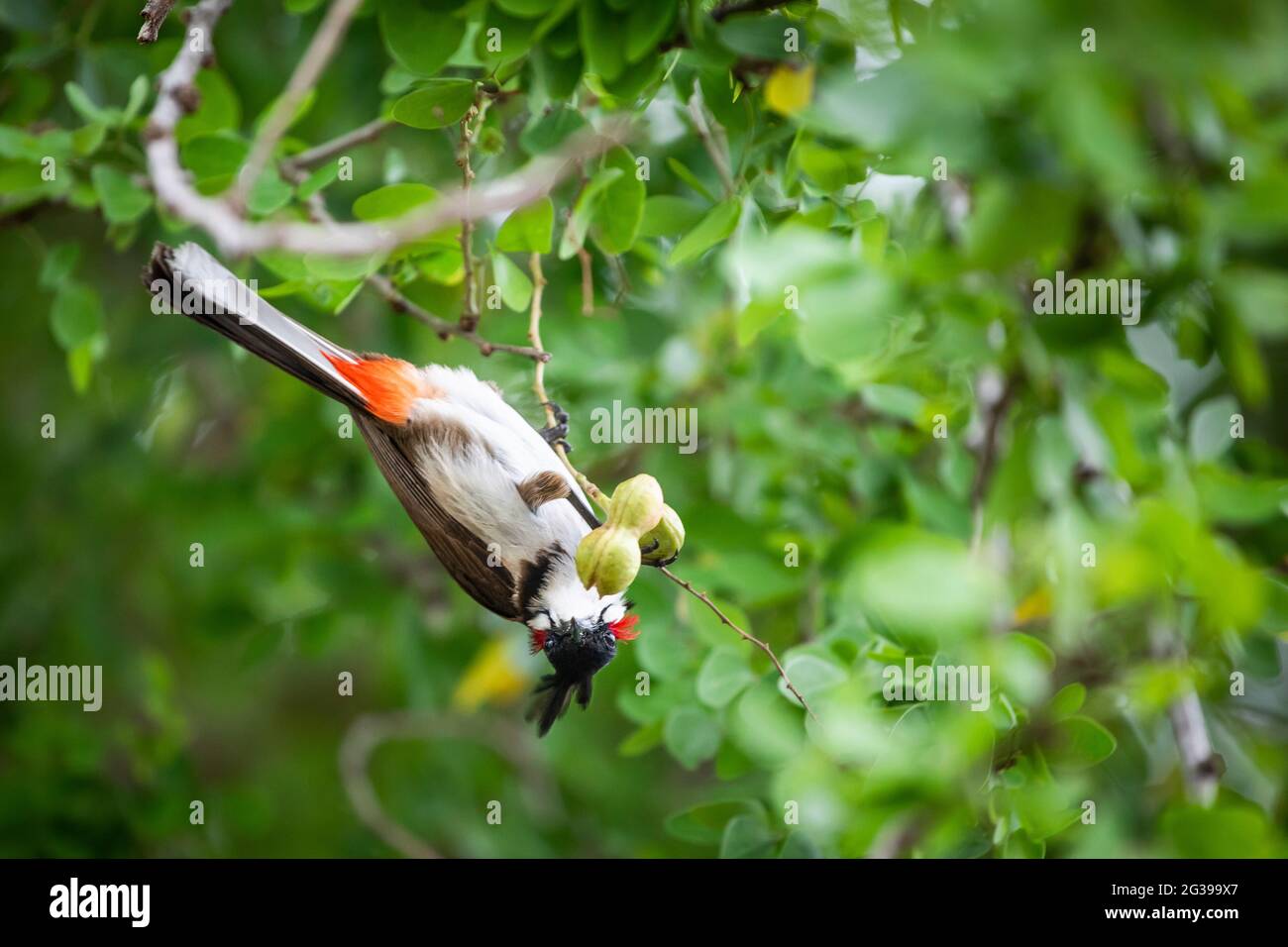 Bulbul oiseau exotique à Maurice manger des fruits sur un arbre Banque D'Images