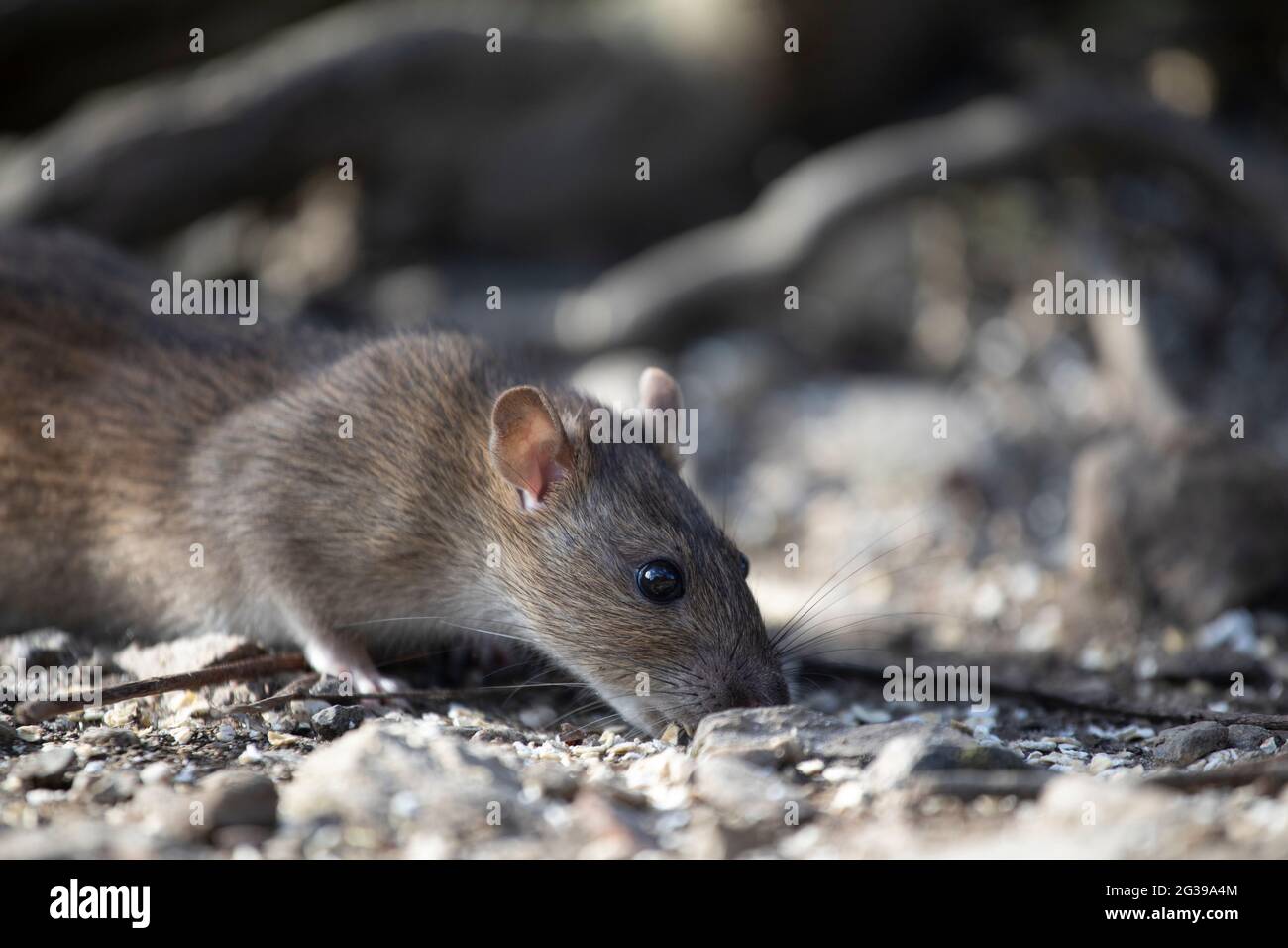 Rat brun au sol, Angleterre, Royaume-Uni Banque D'Images