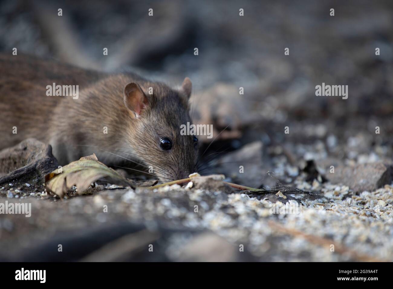 Rat brun au sol, Angleterre, Royaume-Uni Banque D'Images