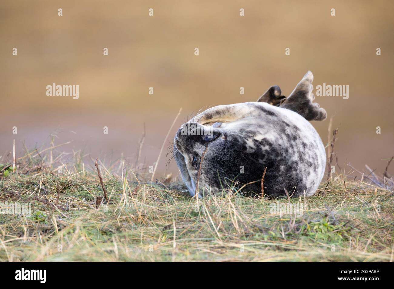 Pup de phoque gris dans l'herbe à Donna NOOK, dans le nord de l'Angleterre Banque D'Images