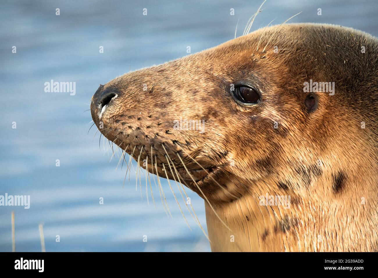 Colonie de phoques gris sur une plage au coucher du soleil, Donna NOOK, Angleterre Banque D'Images