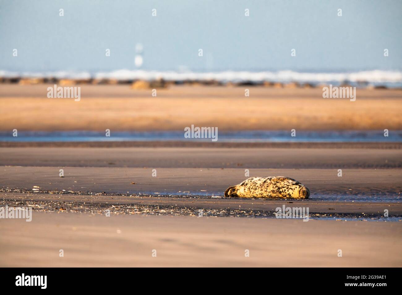 Colonie de phoques gris sur une plage au coucher du soleil, Donna NOOK, Angleterre Banque D'Images