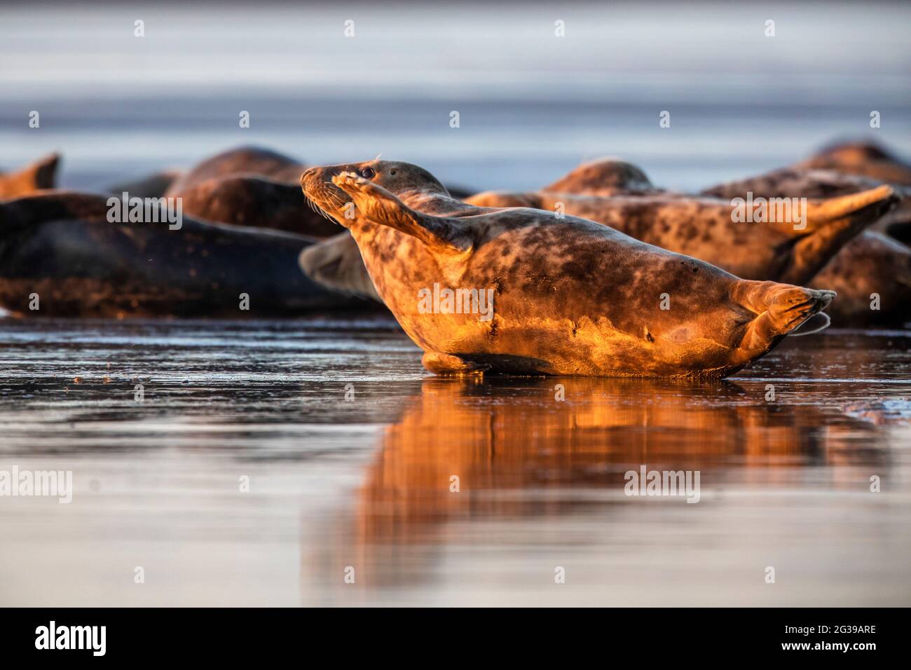 Colonie de phoques gris sur une plage au coucher du soleil, Donna NOOK, Angleterre Banque D'Images