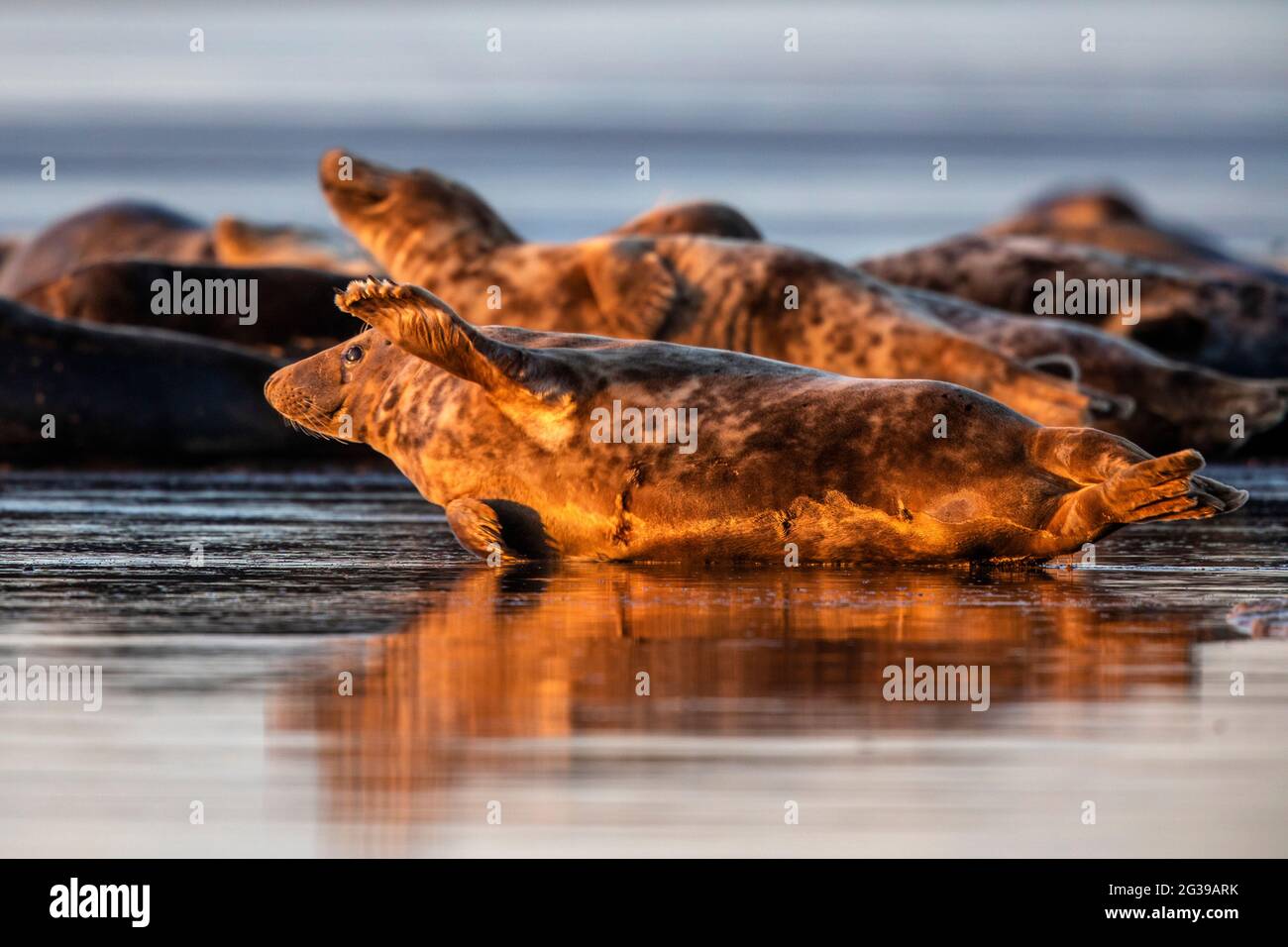 Colonie de phoques gris sur une plage au coucher du soleil, Donna NOOK, Angleterre Banque D'Images