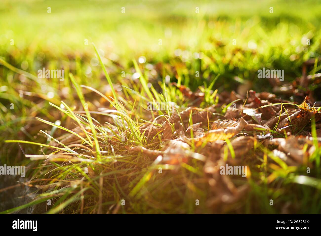 Herbe verte en gros plan avec le feuillage. Banque D'Images