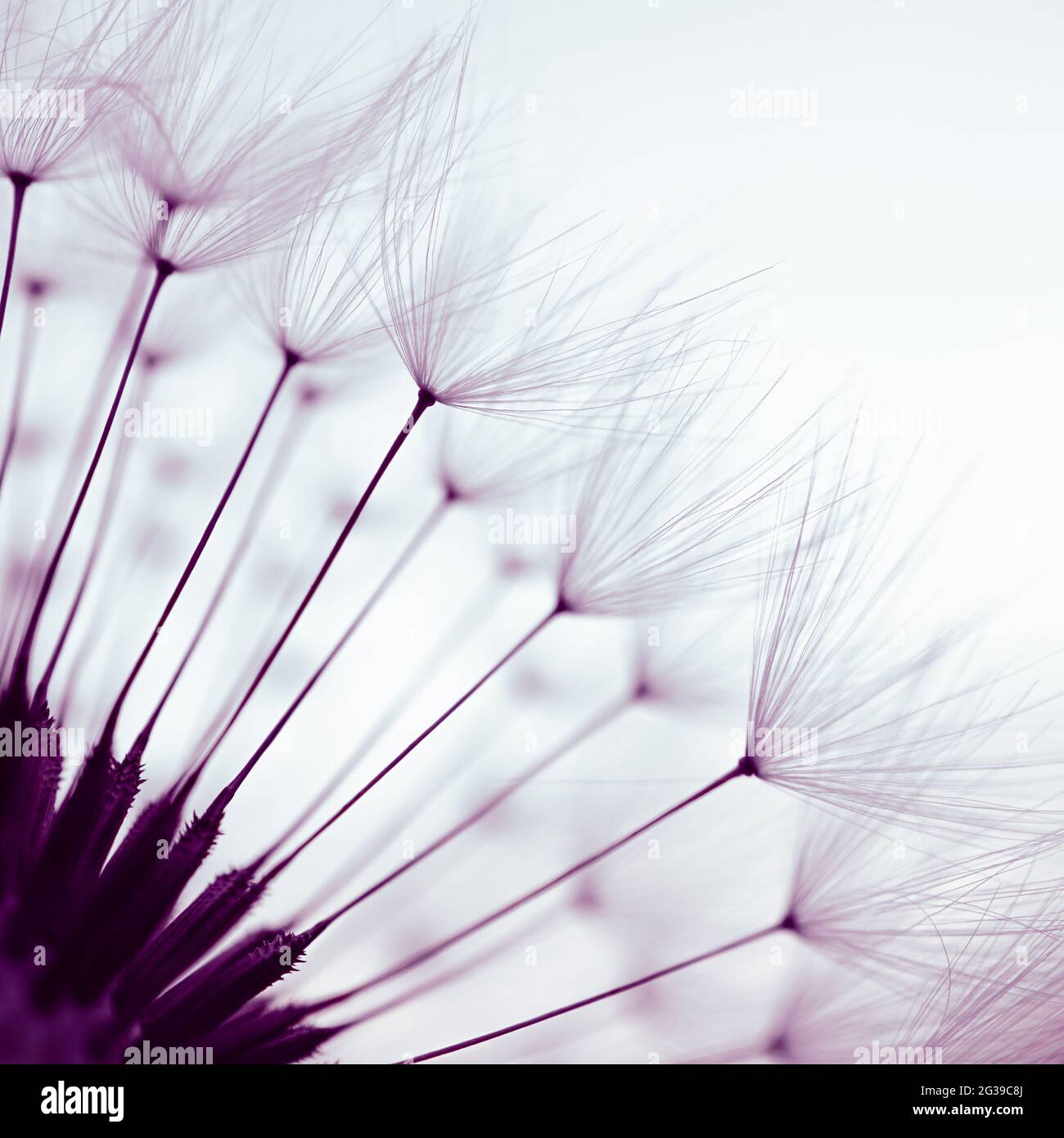 romantique pissenlit fleur au printemps, fond texturé Banque D'Images