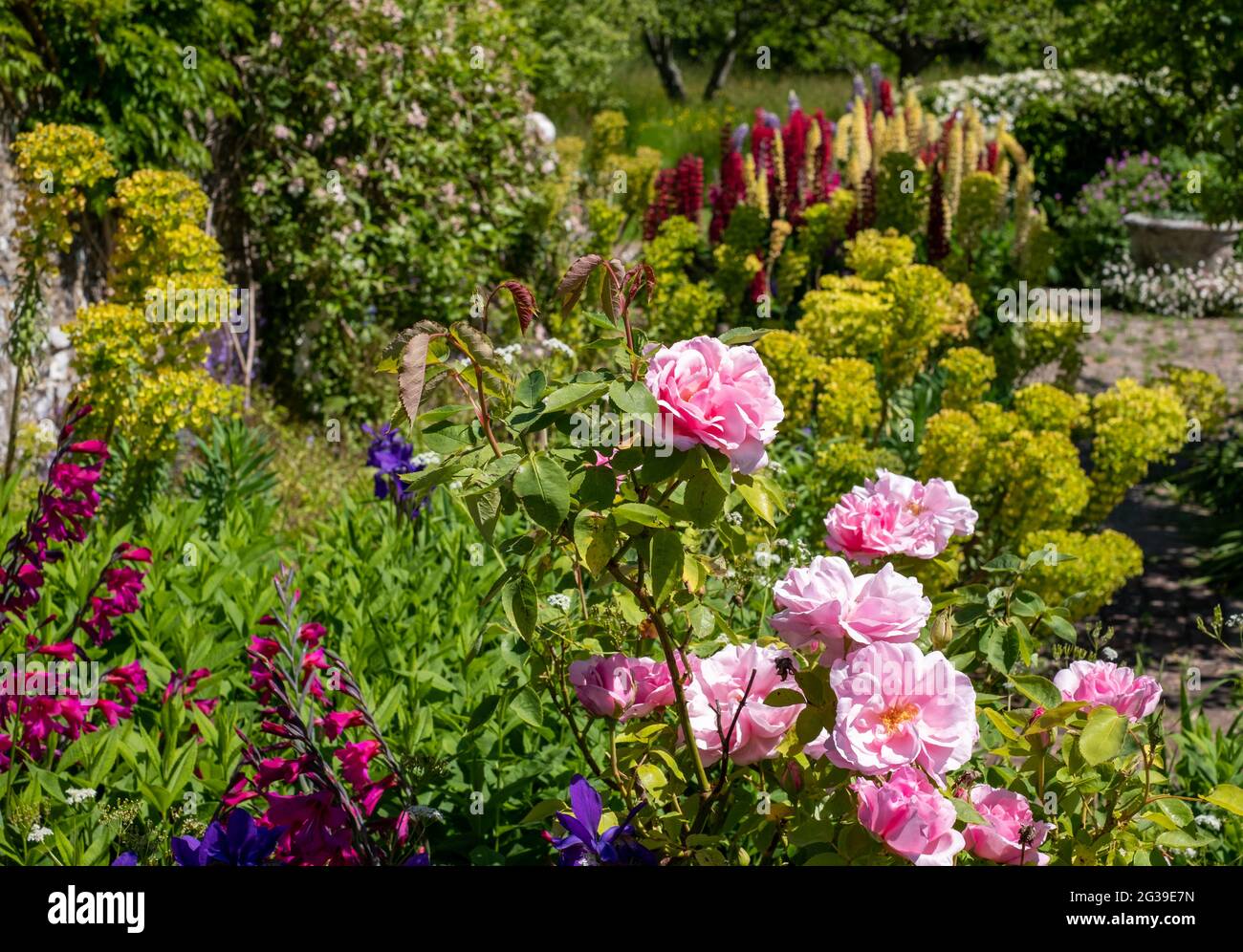 Superbes fleurs et feuillages, photographiés à la Maison de Monk, dans le jardin de la maison de Woolf en Virginie, à Rodmell, dans l'est du Sussex, au Royaume-Uni. Banque D'Images