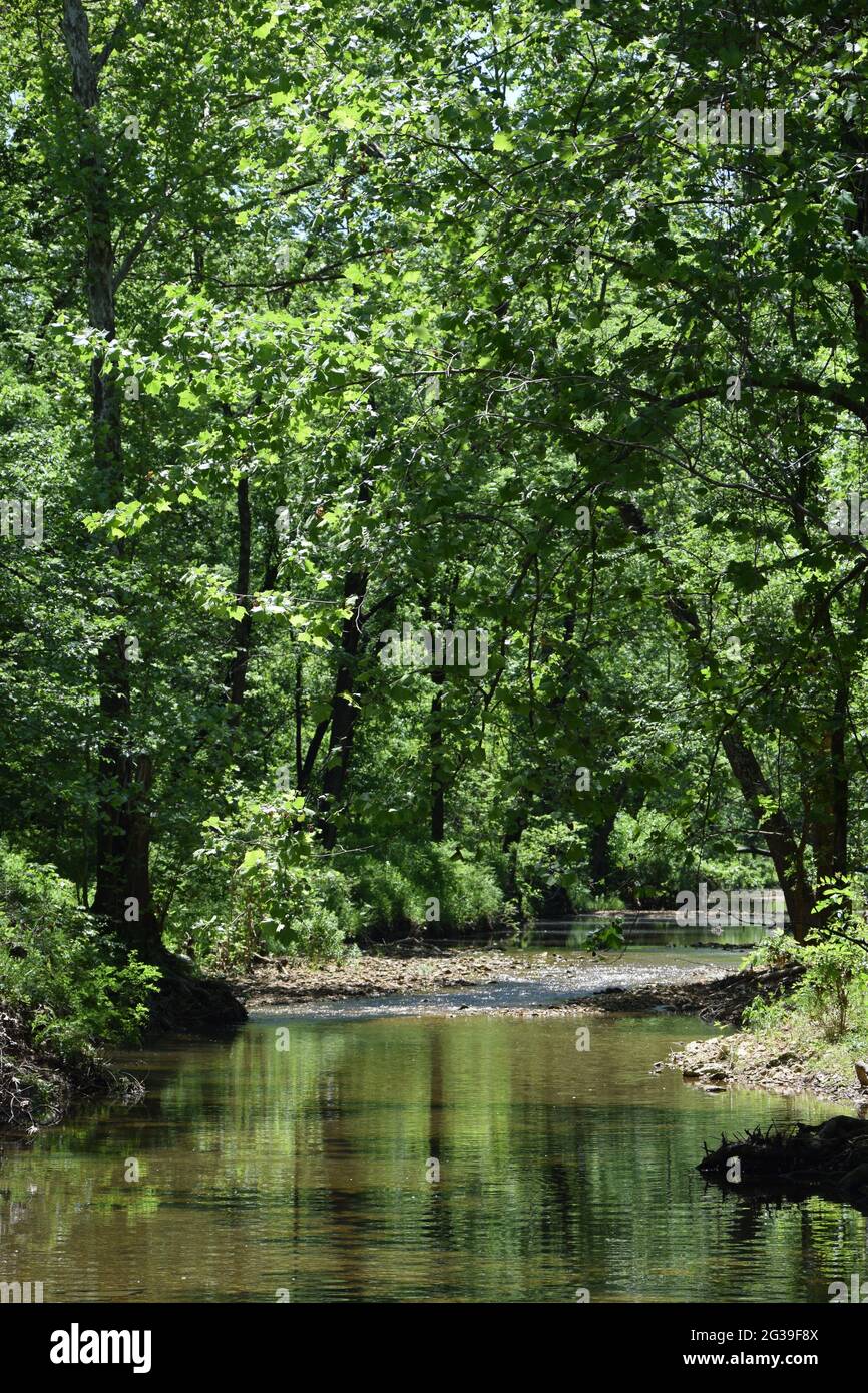 Crique avec arbres sur le côté en été Banque D'Images