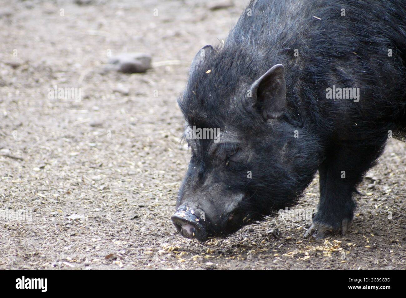 Portrait de porc en pot-ventre Banque D'Images
