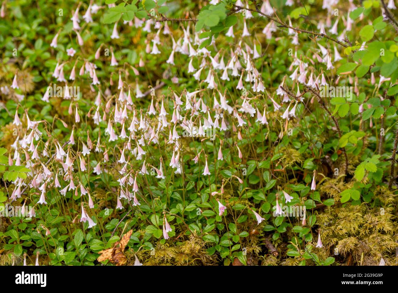 Une parcelle de Twinflower (Linnaea borealis) au lac Cascade dans le parc national de Moran sur l'île Orcas, îles San Juan dans l'État de Washington, États-Unis. Banque D'Images