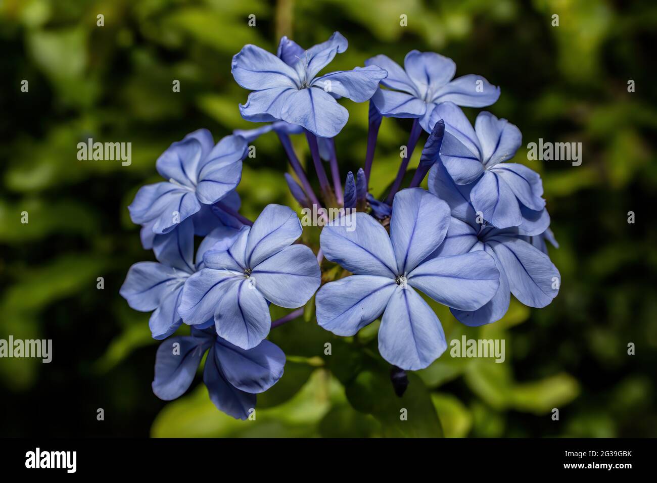 Joli plumbago bleu fleurit dans un jardin d'été. Banque D'Images