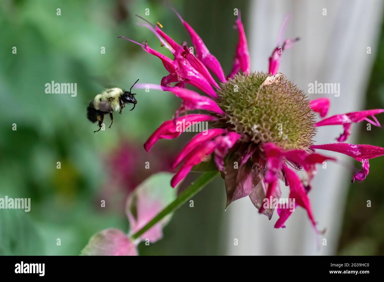Bourdon volant dans une fleur de baume d'abeille pour la polliniser. Bourdon volant dans une fleur de baume d'abeille pour la polliniser. Banque D'Images