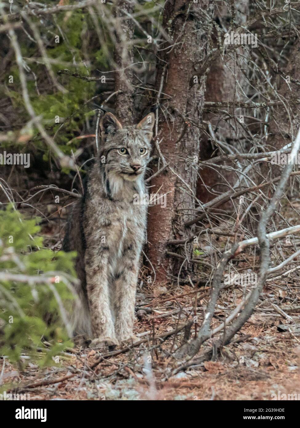 Lynx (chat sauvage) debout dans une forêt, la faune Banque D'Images