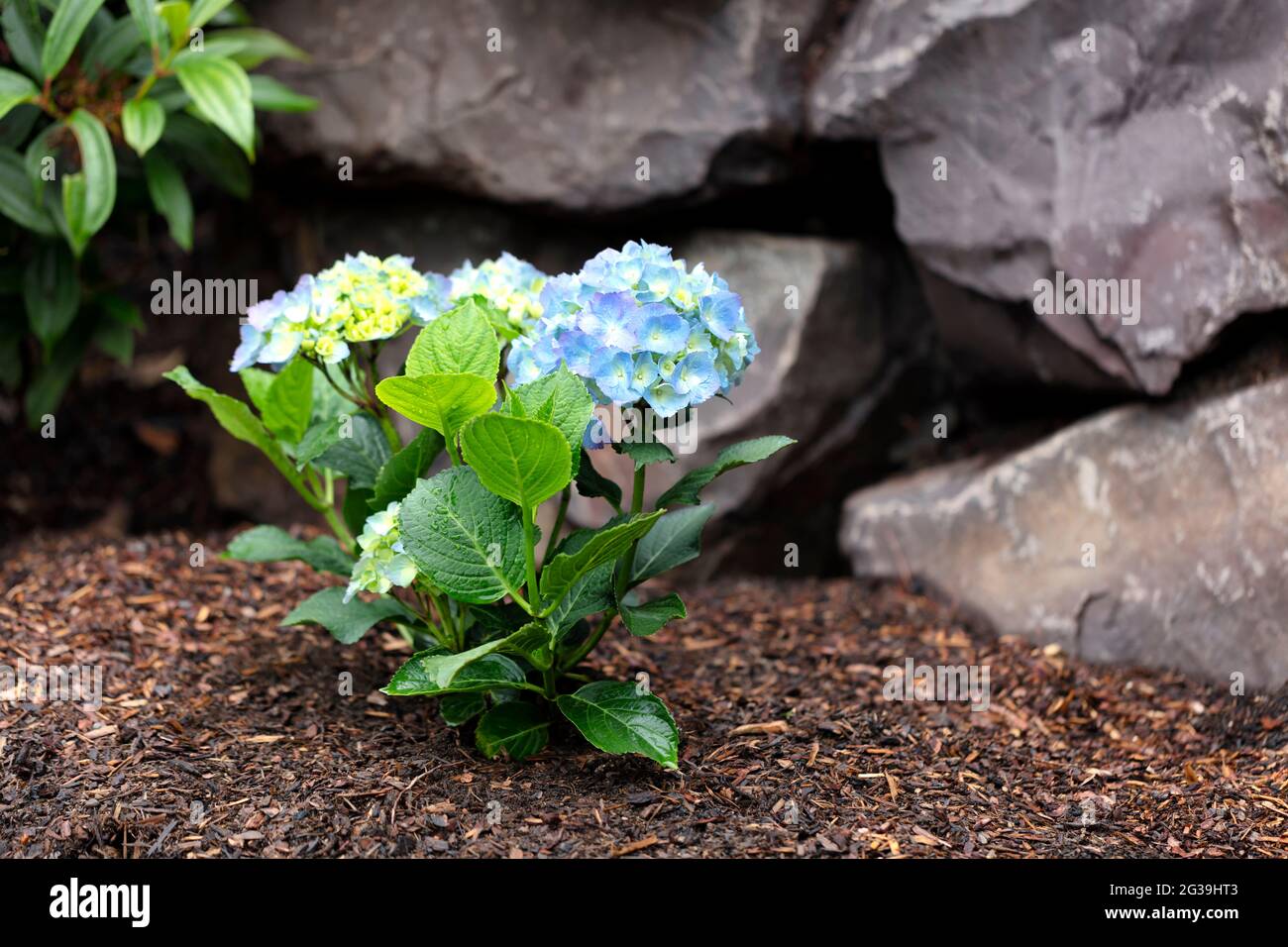 Fleur d'arbuste d'Hydrangea tournant bleu clair avec mur de retenue de roche en arrière-plan Banque D'Images