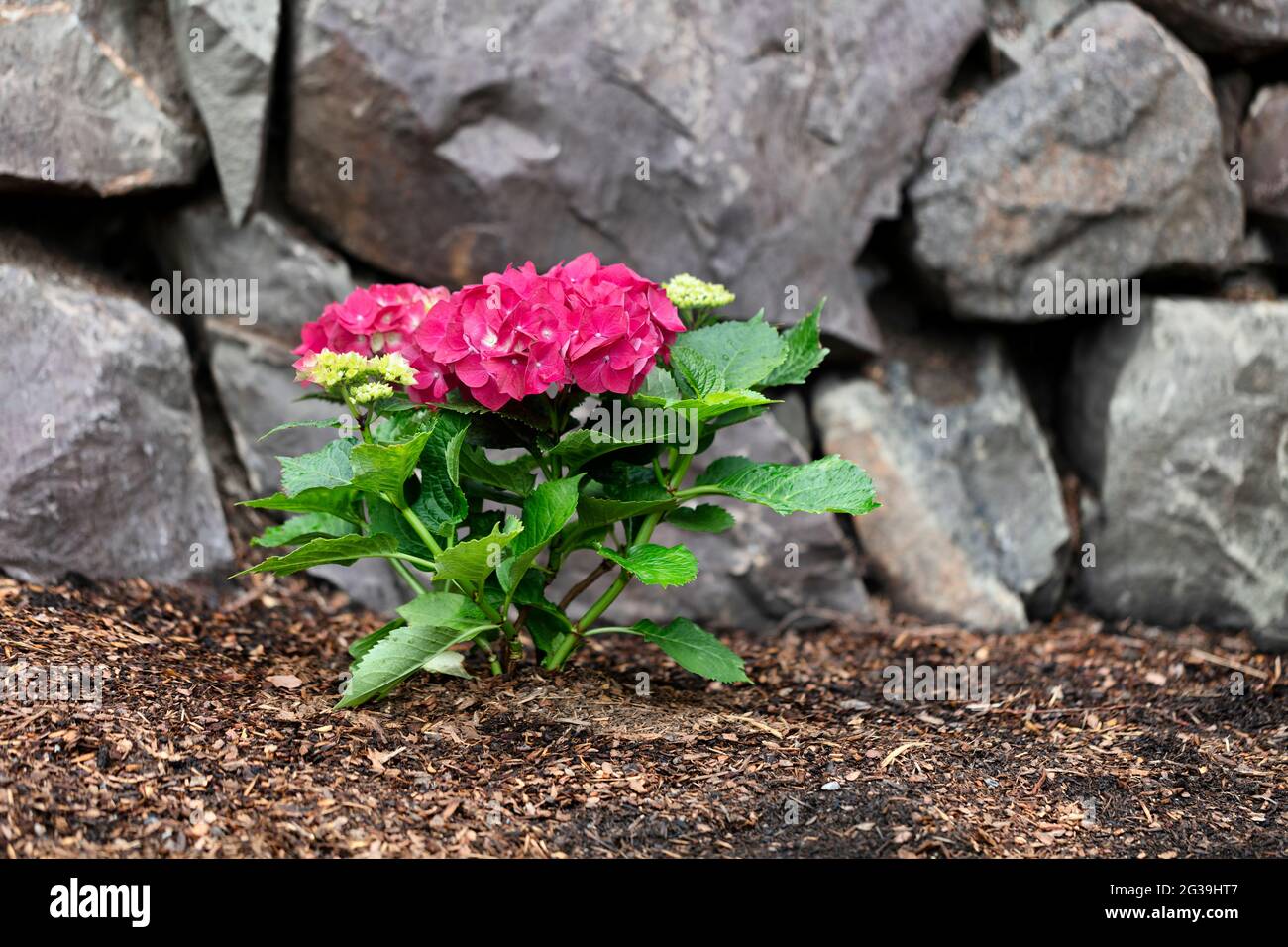 Arbuste d'hortensia fleur rose vif dans le parterre à fleurs de la maison avec mur de retenue de roche en arrière-plan Banque D'Images