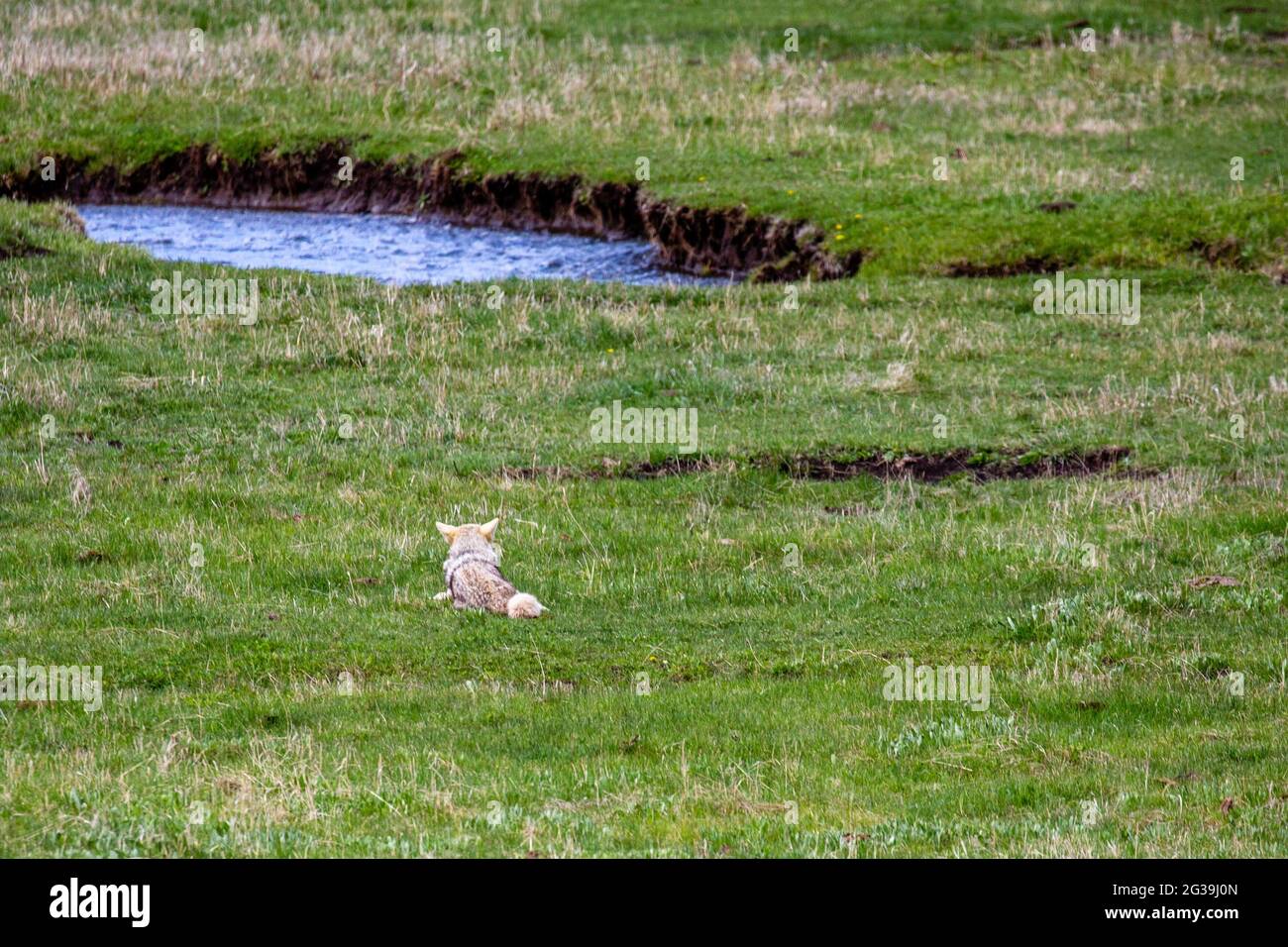 Loup gris (Canis Lupus) traquant un animal dans le parc national de Yellowstone de Lamar Valley, horizontal Banque D'Images