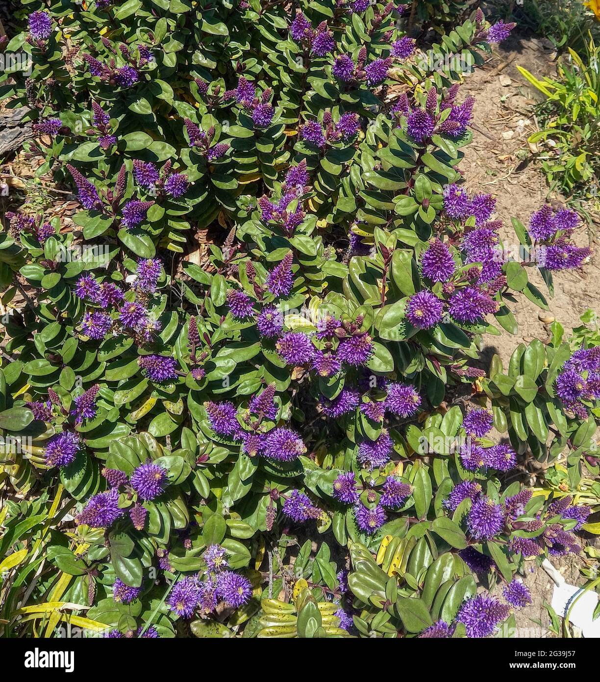 Plan vertical de fleurs de Caryopteris violet Banque D'Images