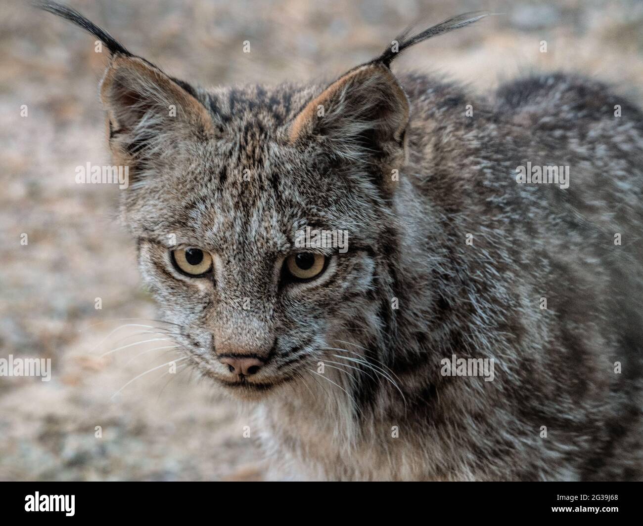 Gros plan du visage d'un Lynx du Canada dans la nature sauvage, Québec, Canada, chat sauvage, chat-chat Banque D'Images