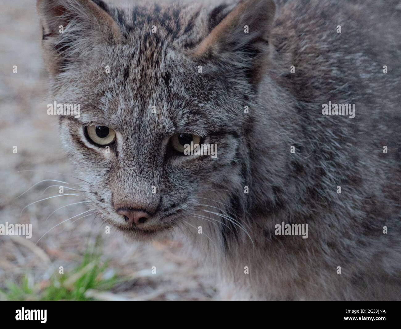 Gros plan du visage d'un Lynx du Canada dans la nature sauvage, Québec, Canada, chat sauvage, chat-chat Banque D'Images