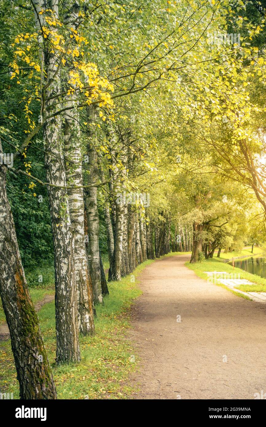 Allée bordée de bouleau dans un parc à Moscou, en Russie, au début de l'automne Banque D'Images