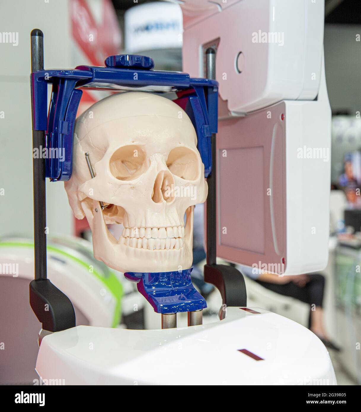Crâne utilisé comme support dans un écran d'équipement dentaire Banque D'Images