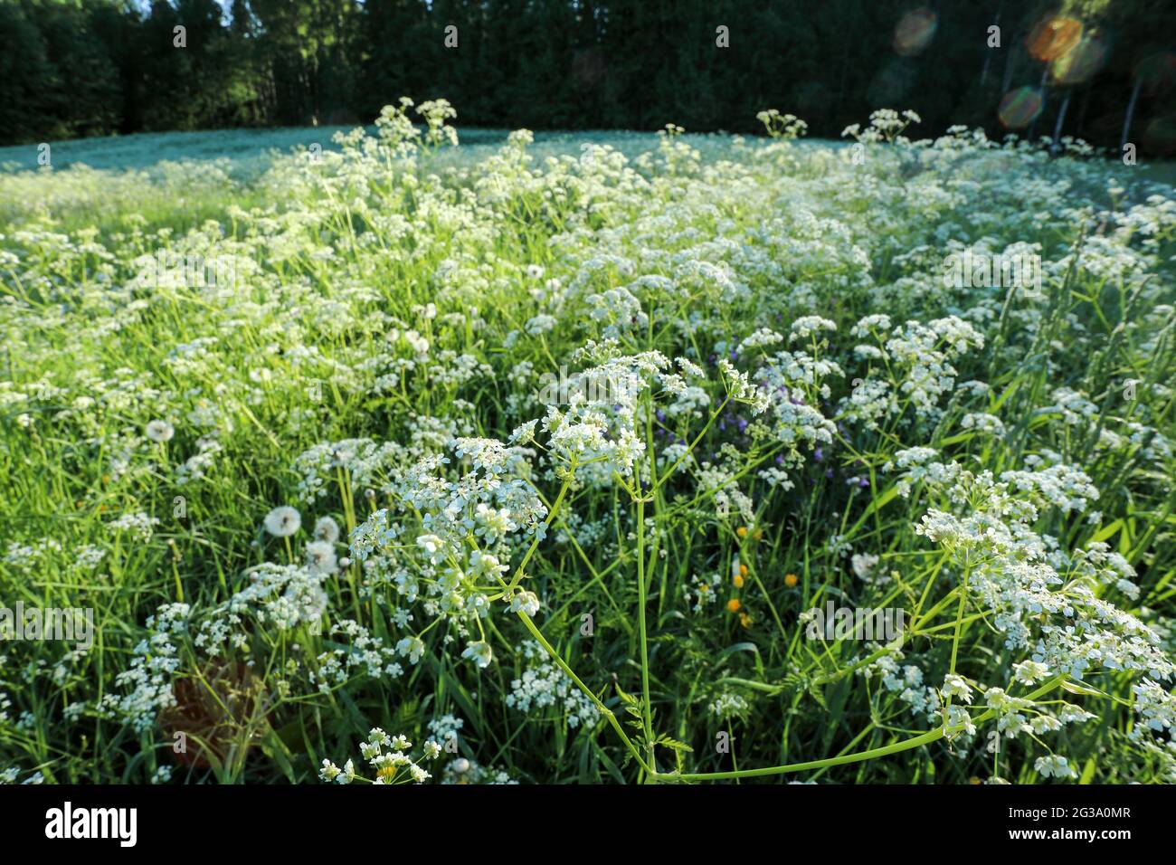 Cow parsley (Anthriscus sylvestris) Banque D'Images