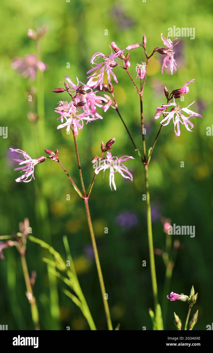 Les Ragged robin (Lychnis flos-cuculi) Banque D'Images