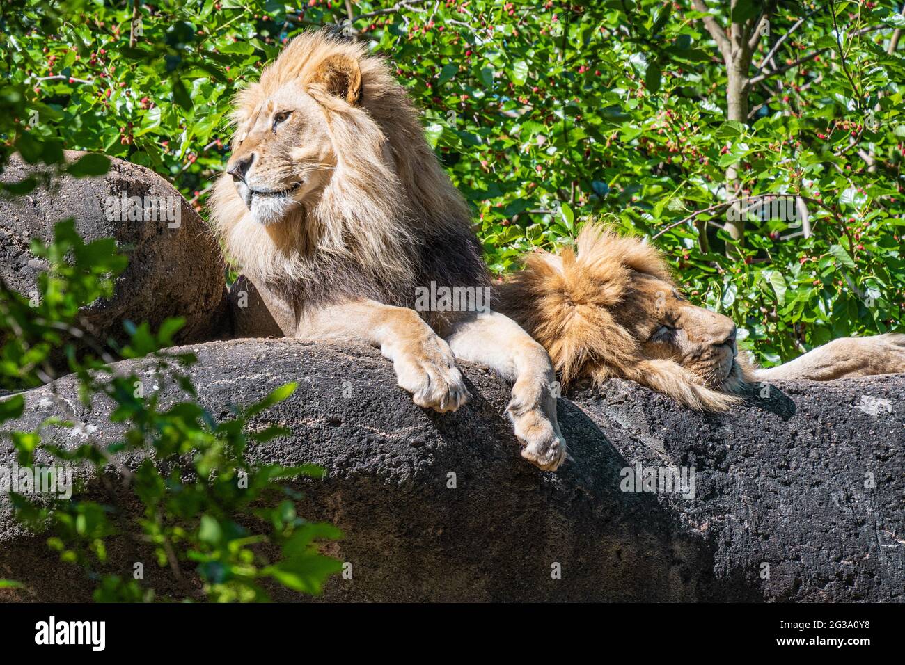 Lions d'Afrique mâles (Panthera leo) au zoo d'Atlanta, en Géorgie. (ÉTATS-UNIS) Banque D'Images