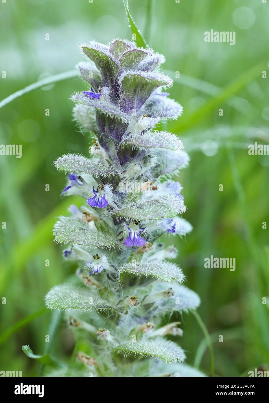 Bugle pyramidal (Ajuga pyramidalis) Banque D'Images