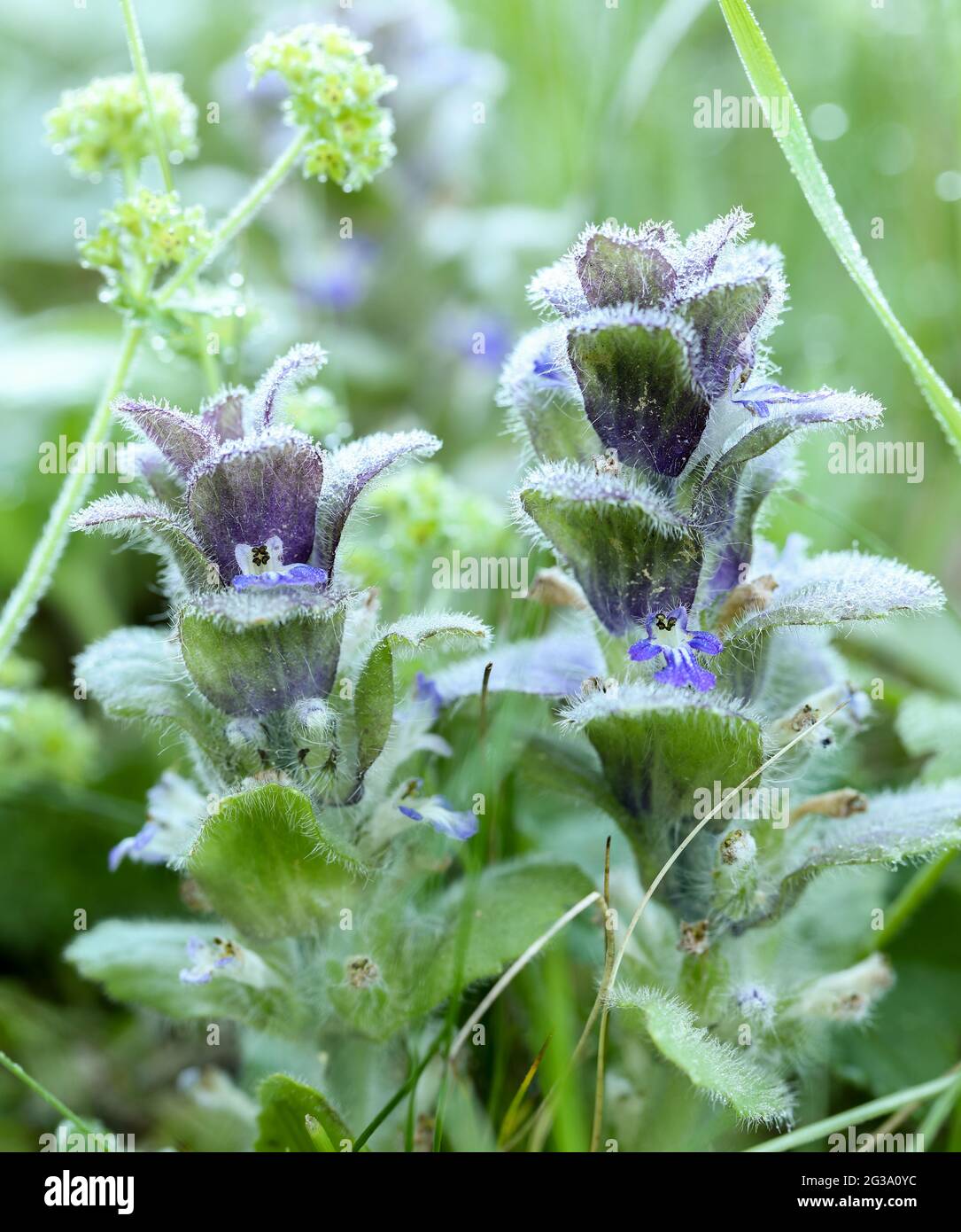 Bugle pyramidal (Ajuga pyramidalis) Banque D'Images