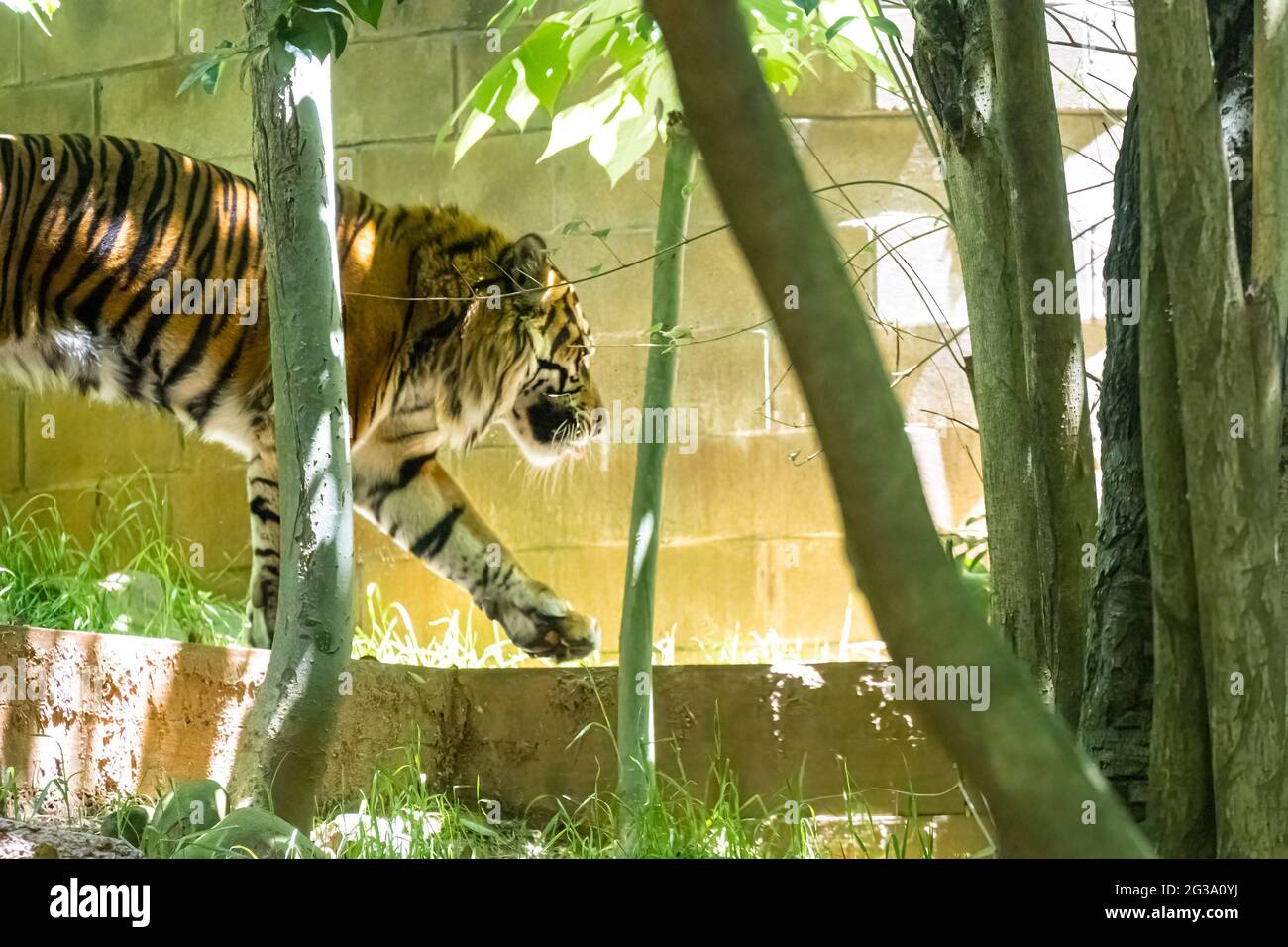 Tigre de Sumatran (Panthera tigris sumatrae) au zoo d'Atlanta, en Géorgie. (ÉTATS-UNIS) Banque D'Images Tigre de Sumatran (Panthera tigris sumatrae) au zoo d'Atlanta, en Géorgie. (ÉTATS-UNIS) Banque D'Images